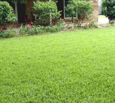 Sod installation near me